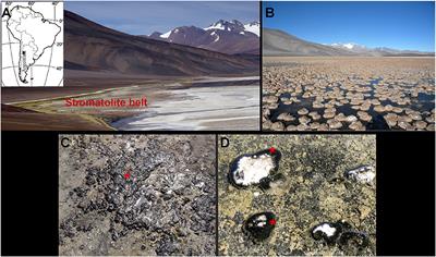 Characterization of Pustular Mats and Related Rivularia-Rich Laminations in Oncoids From the Laguna Negra Lake (Argentina)